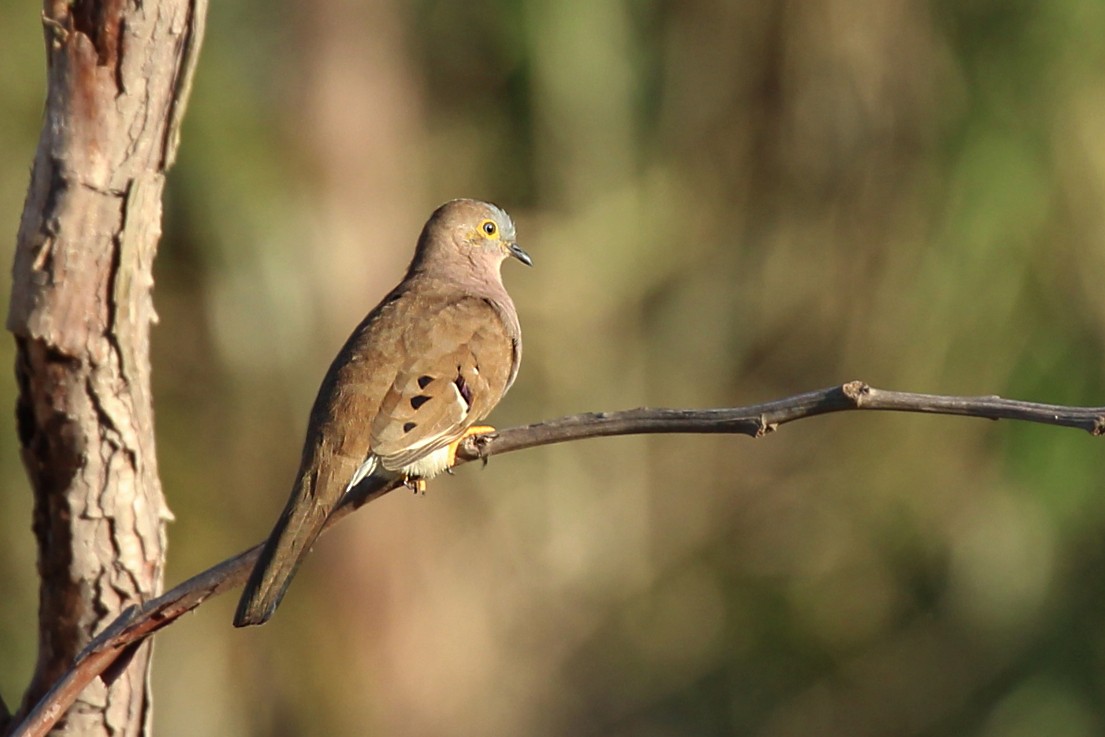 Long-tailed Ground Dove - ML193821231