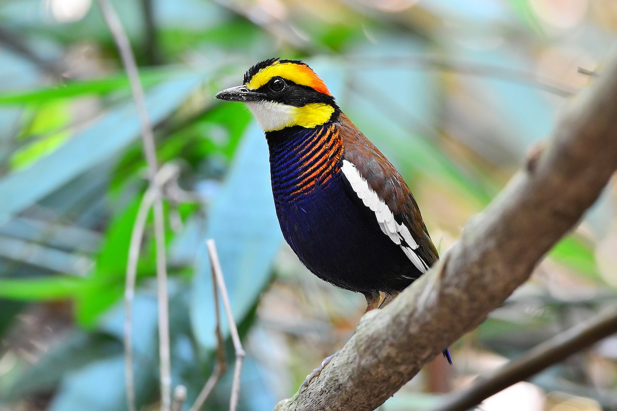 Malayan Banded-Pitta - Natthaphat Chotjuckdikul