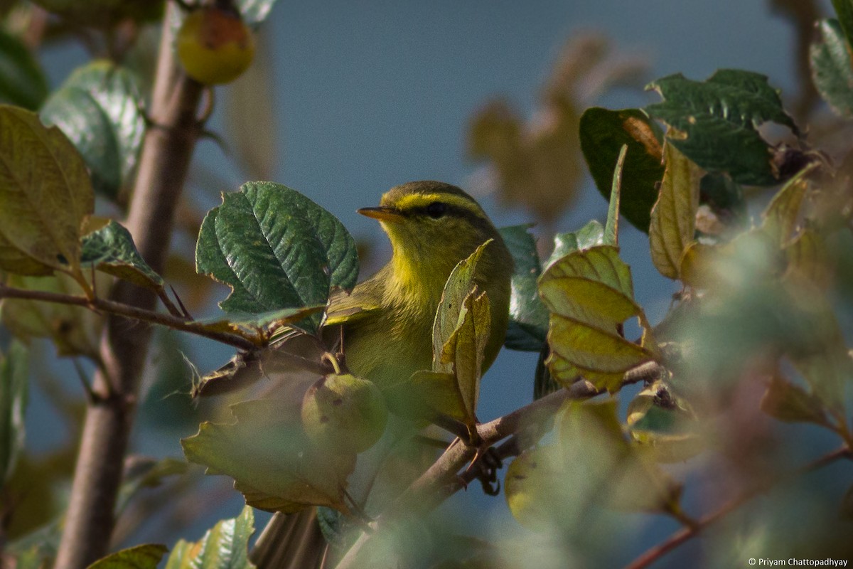 Tickell's Leaf Warbler (Tickell's) - Priyam Chattopadhyay