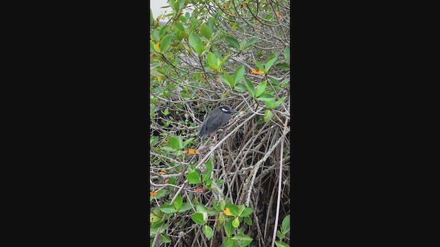 Yellow-crowned Night Heron (Galapagos) - ML193831461