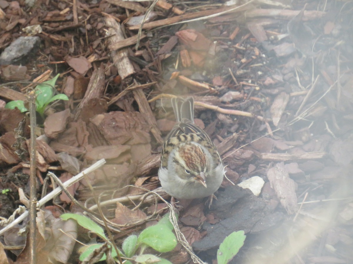 Chipping Sparrow - ML193831931