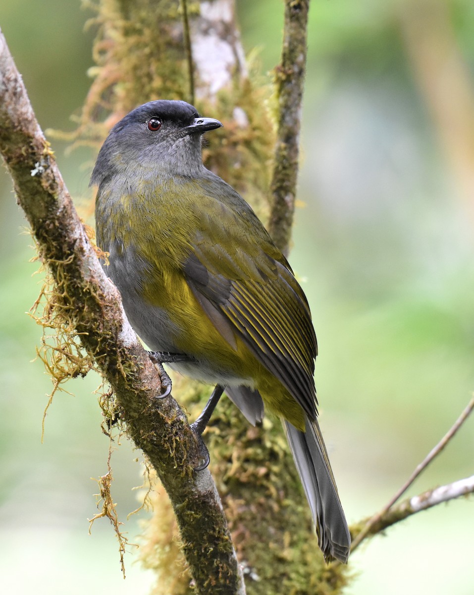 Black-and-yellow Silky-flycatcher - ML193837281