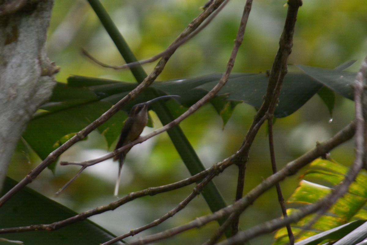 Большеклювый колибри-отшельник - ML193841121