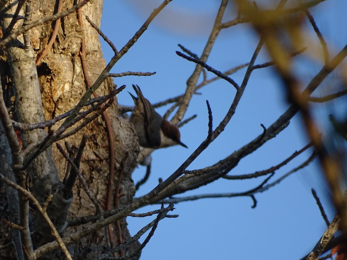 Brown-headed Nuthatch - Maeve and Joey Coker