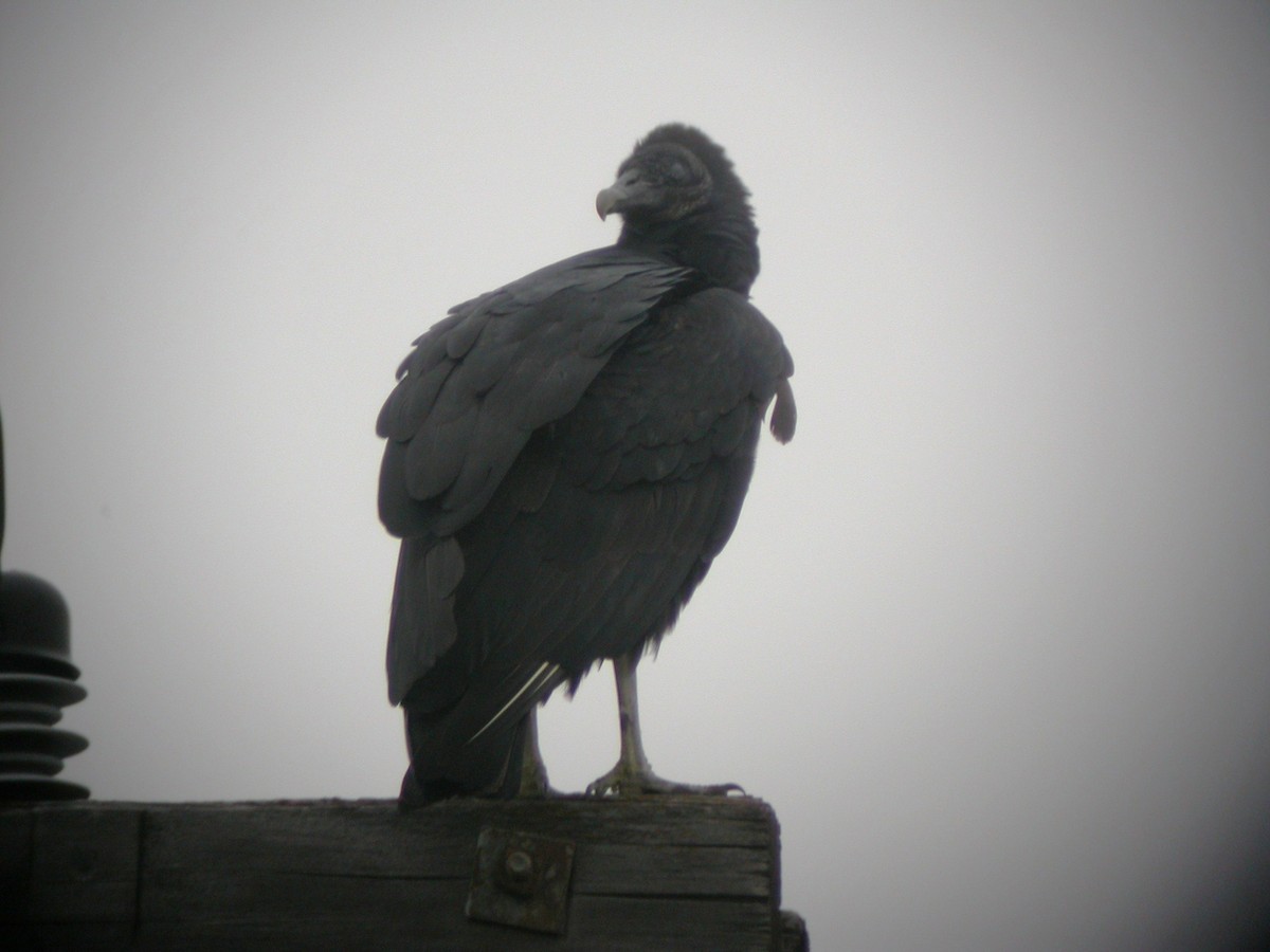 Black Vulture - ML193853801