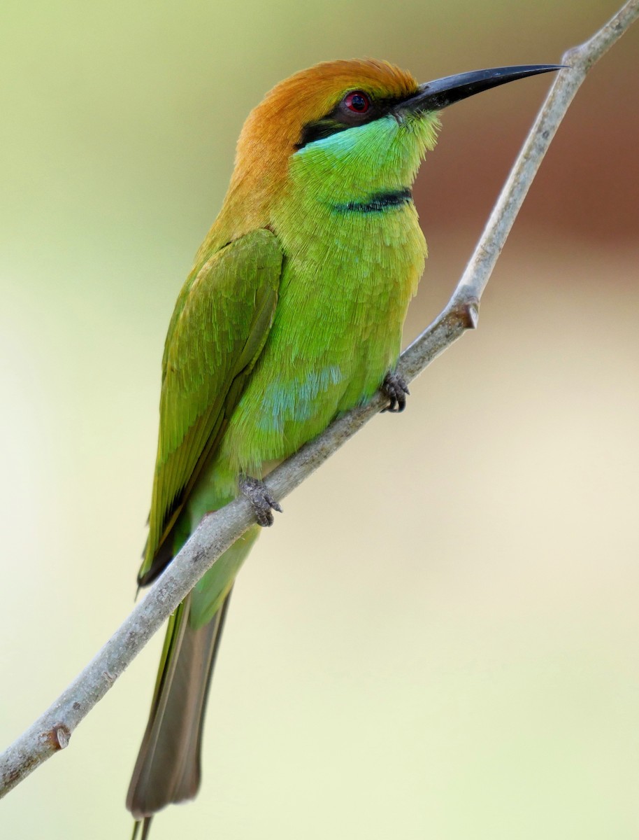 Asian Green Bee-eater - Rebecca Smith