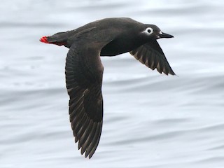  - Spectacled Guillemot
