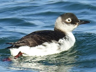  - Spectacled Guillemot