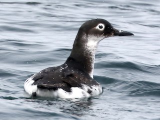  - Spectacled Guillemot