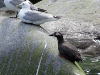  - Spectacled Guillemot