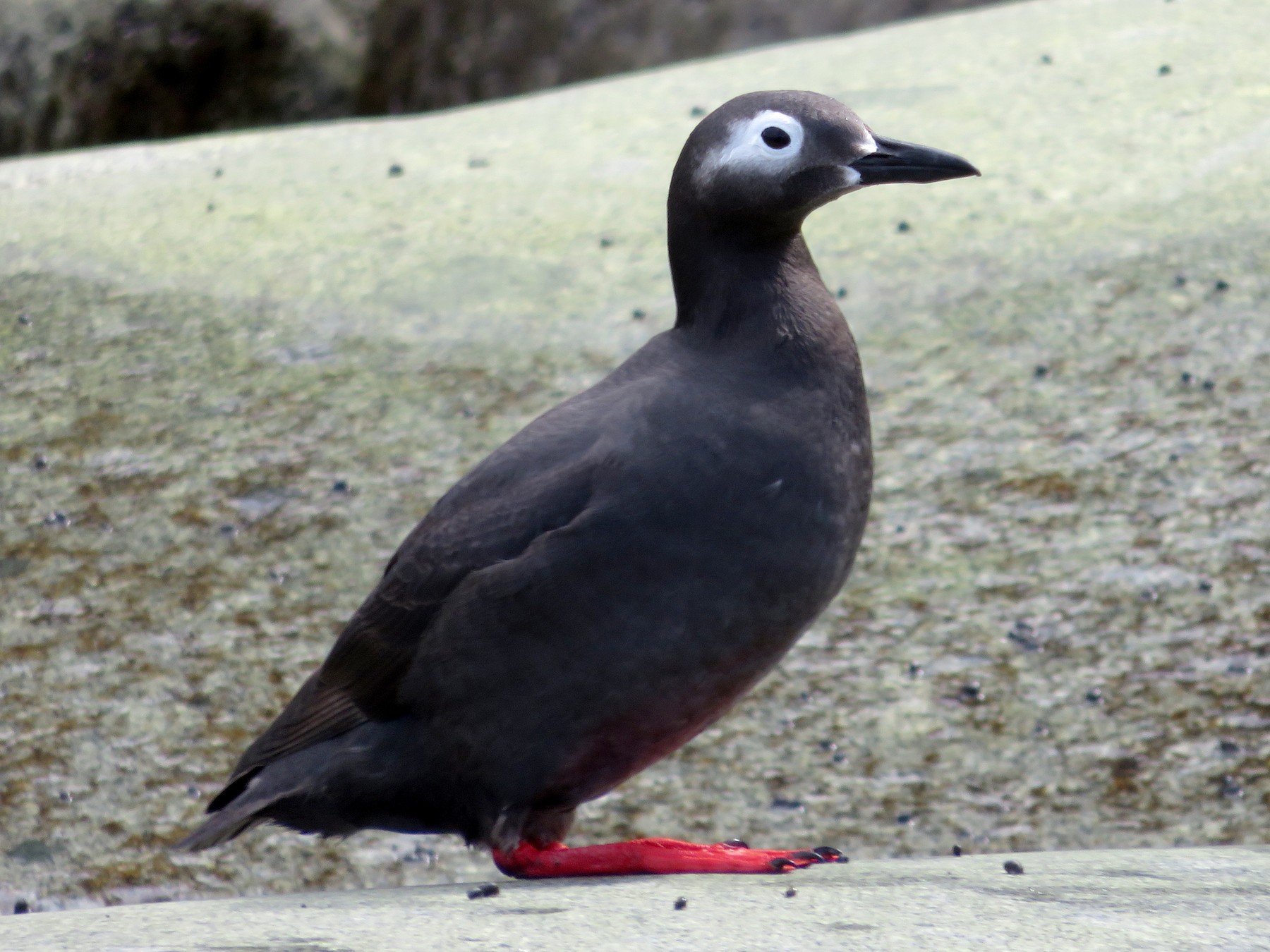 Spectacled Guillemot - Anonymous