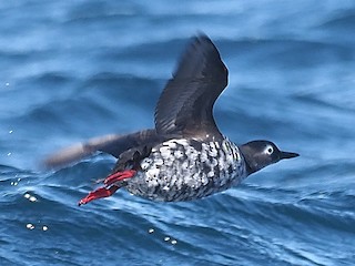  - Spectacled Guillemot