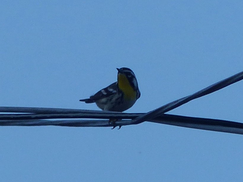Yellow-throated Warbler - ML193862171