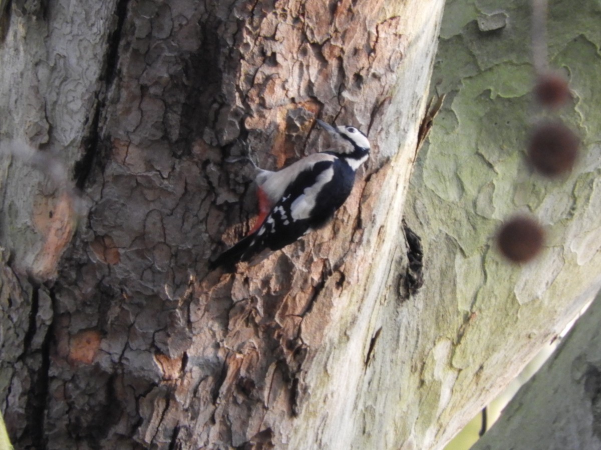 Great Spotted Woodpecker - Jay Breidt