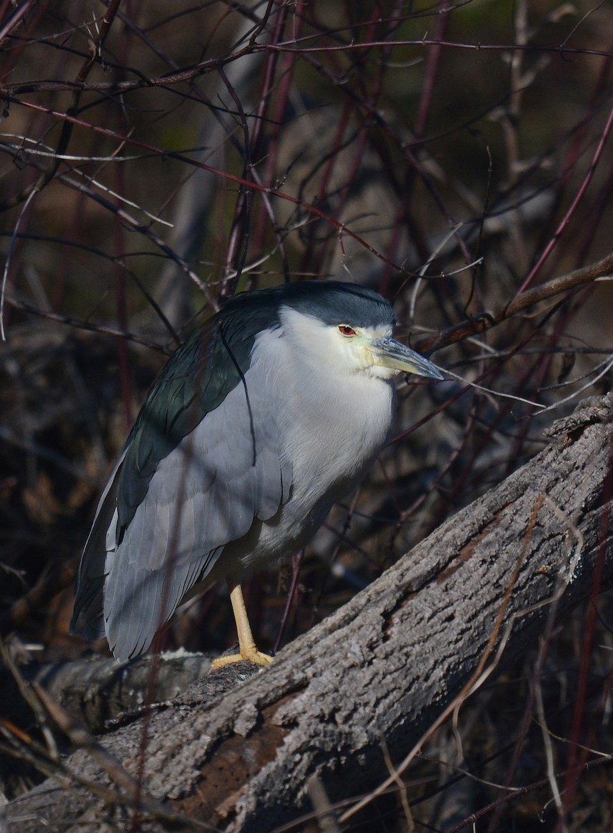 Black-crowned Night Heron - Jay Wherley