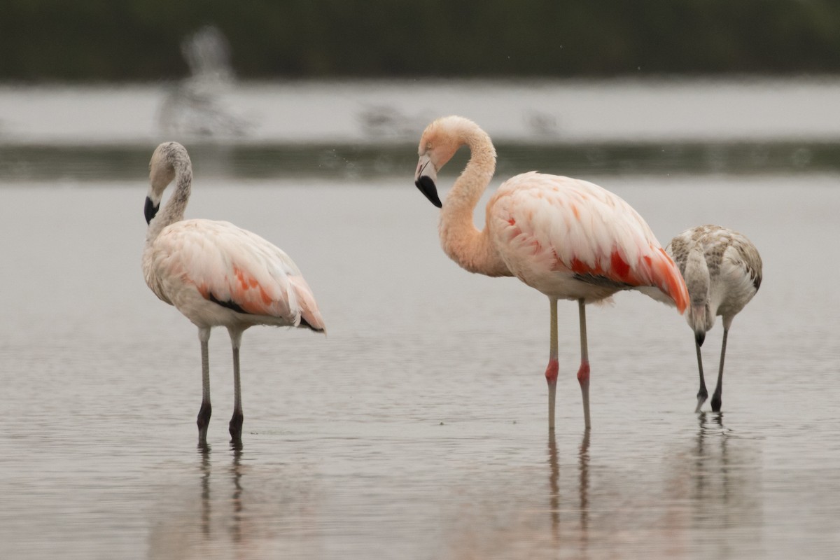 Chilean Flamingo - ML193870831
