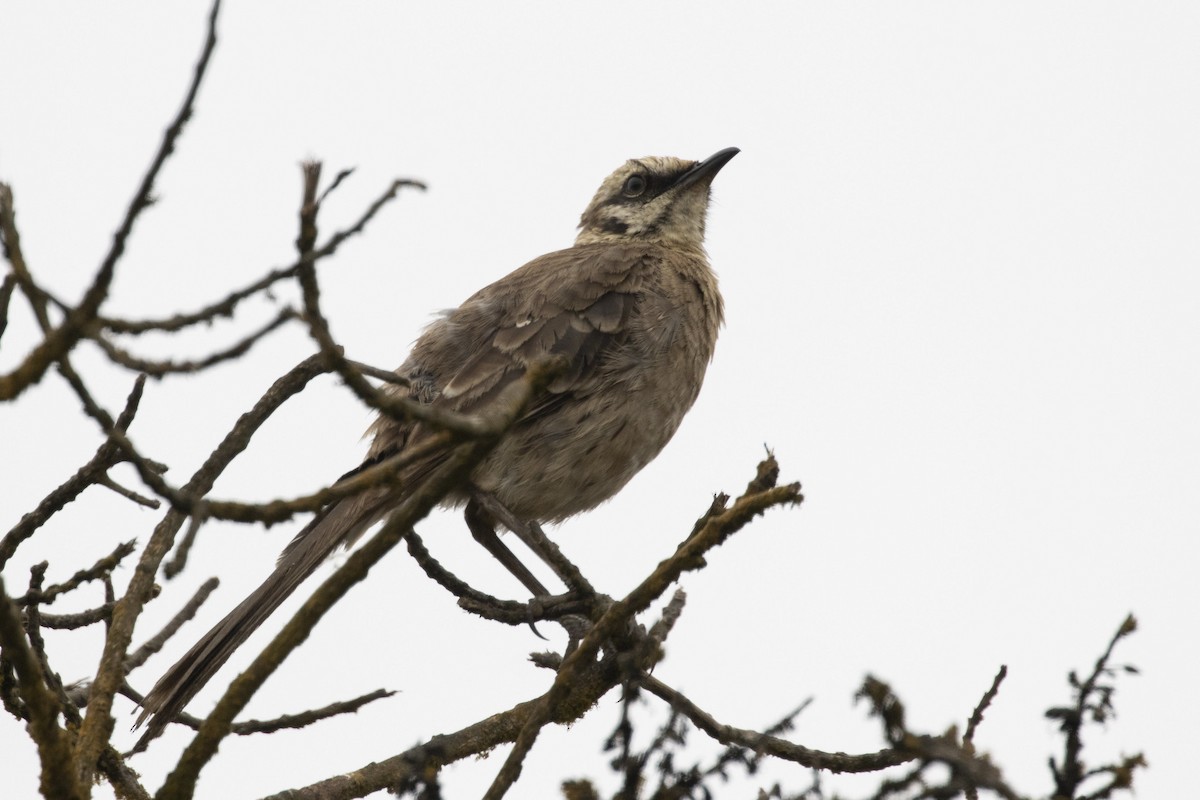 Long-tailed Mockingbird - Marcelo Corella