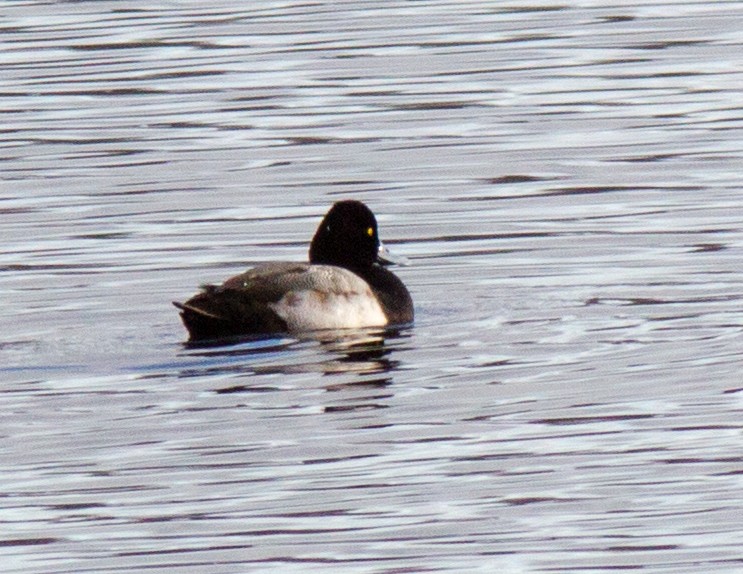 Greater Scaup - Donald Thompson