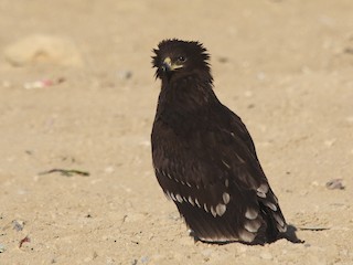  - Greater Spotted Eagle