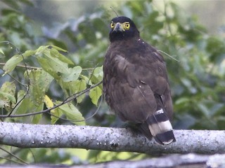 Sulawesi Serpent-Eagle - Spilornis rufipectus - Birds of the World