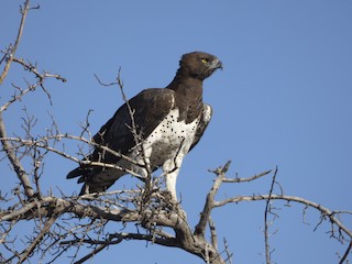  - Martial Eagle