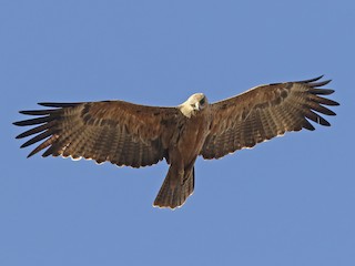  - Tawny Eagle