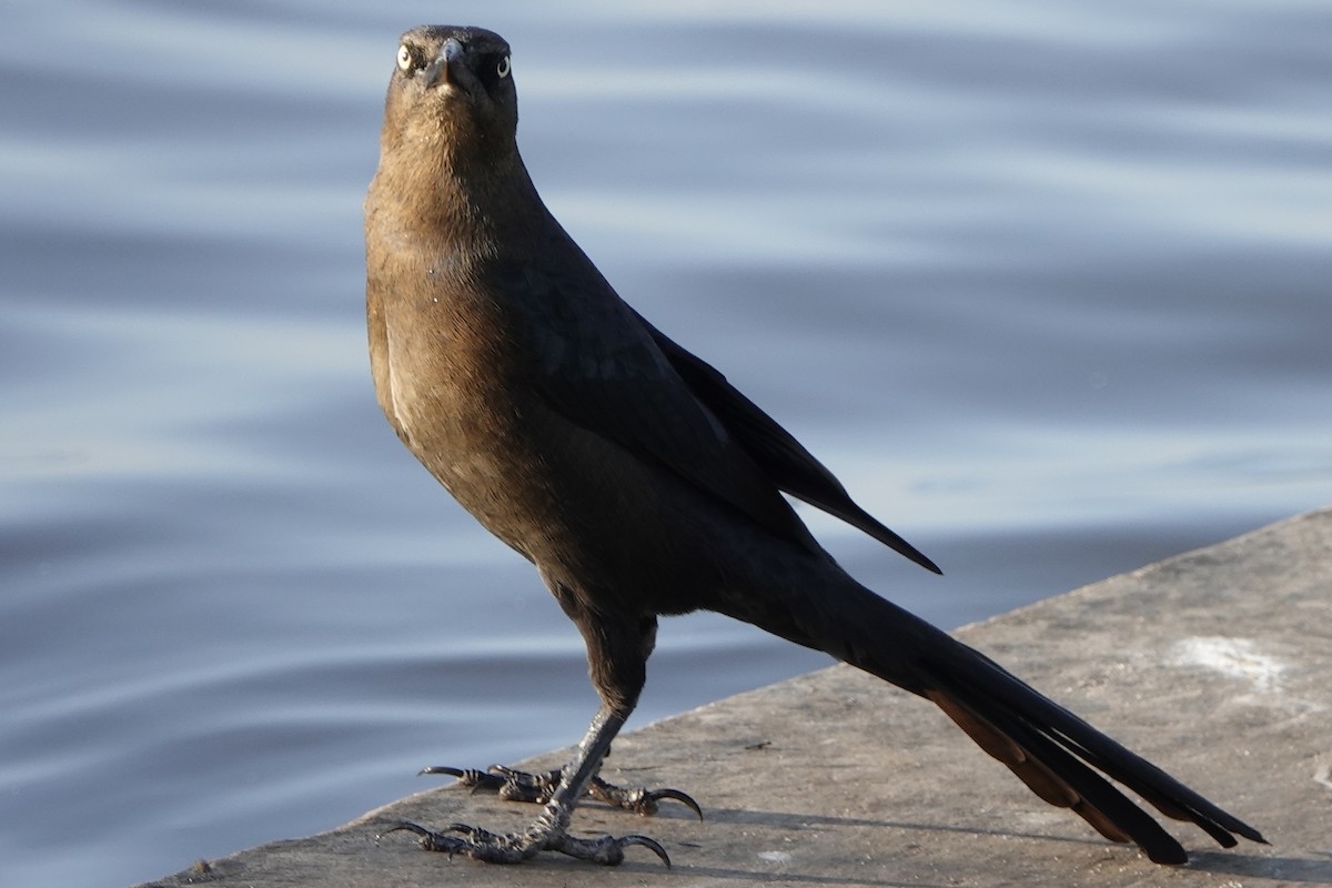 Great-tailed Grackle - ML193881911