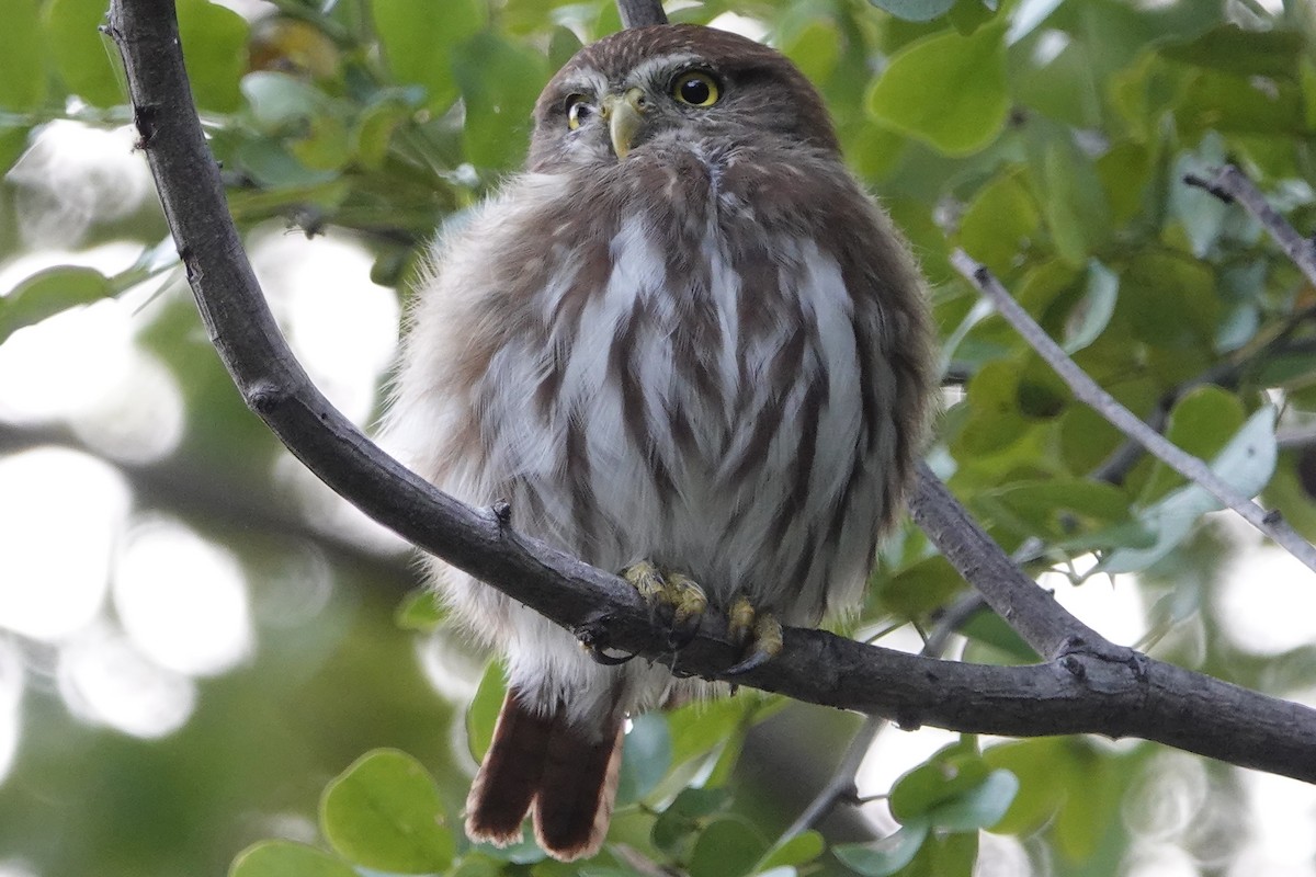 Ferruginous Pygmy-Owl - ML193882191