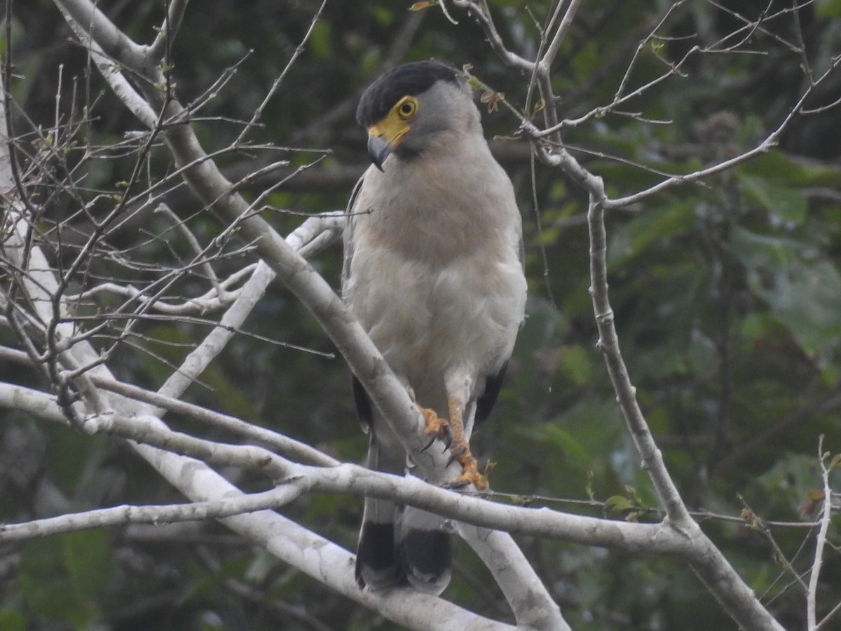 Nicobar Serpent-Eagle - Spilornis klossi - Birds of the World