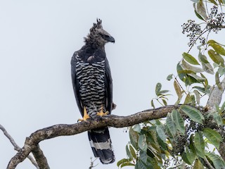  - Crested Eagle