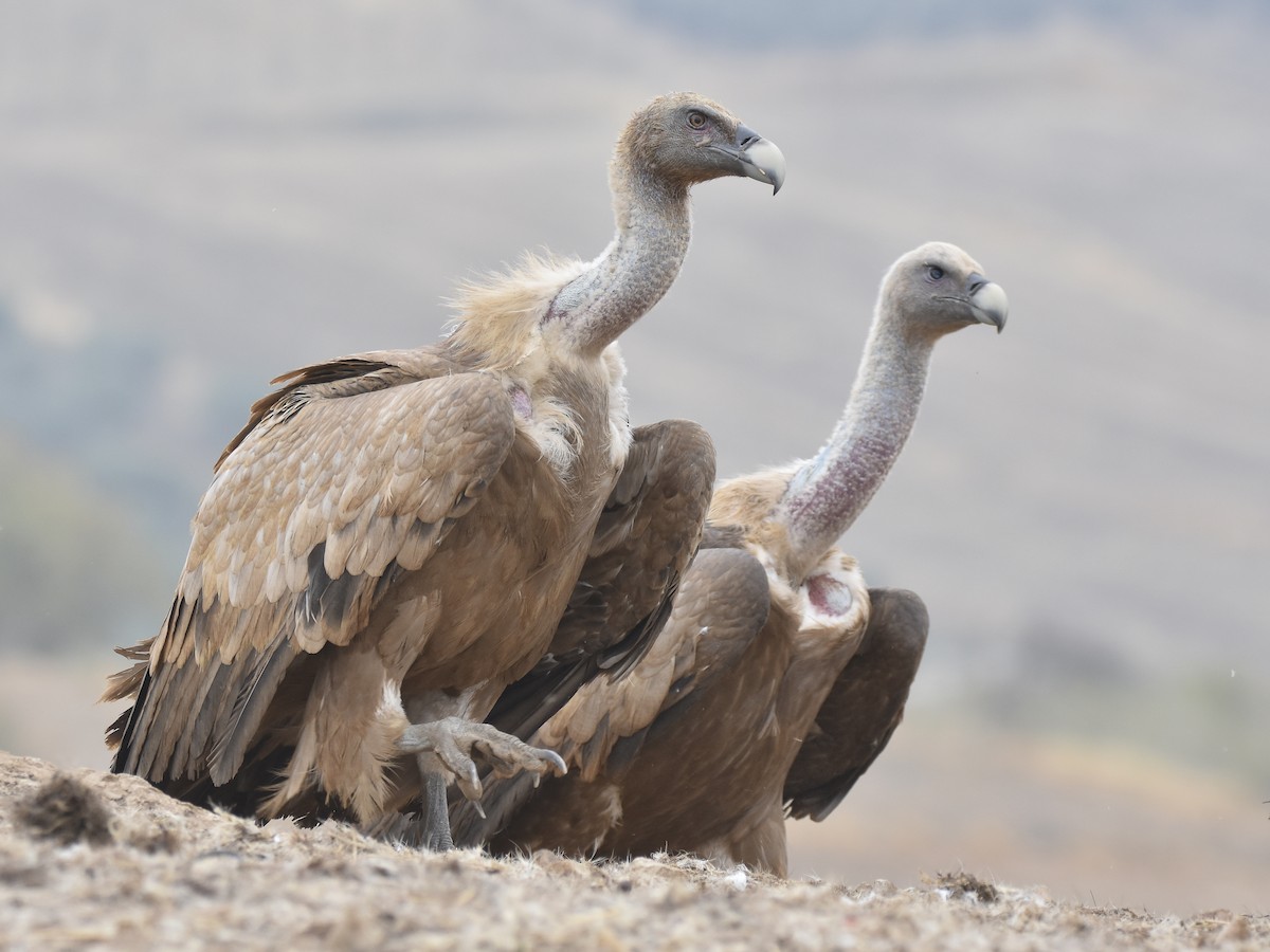 シロエリハゲワシ Ebird