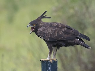  - Long-crested Eagle