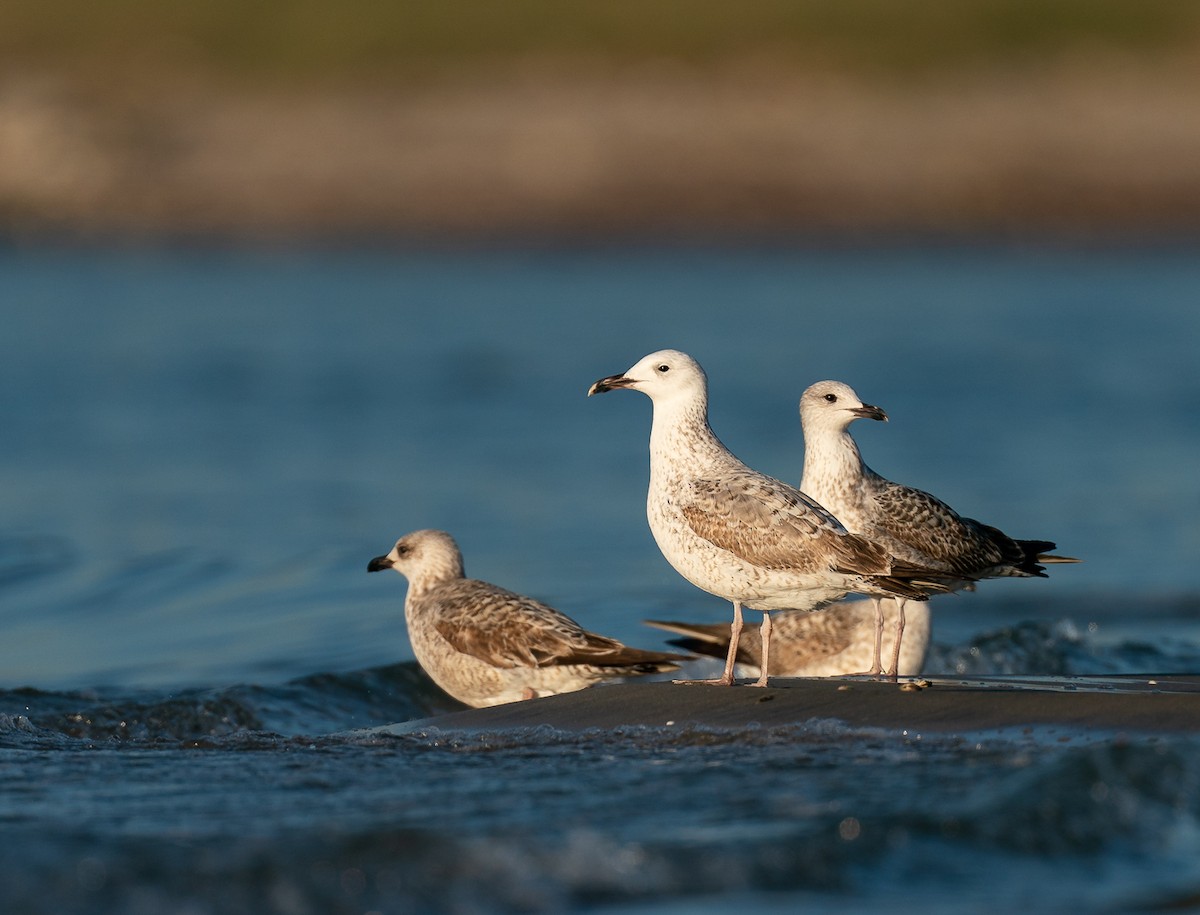 Caspian Gull - babur hakarar