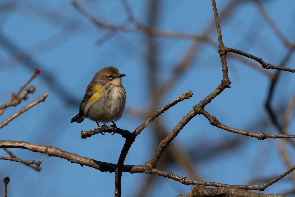Yellow-rumped Warbler - Candice Lowther