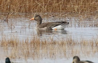 Greater White-fronted Goose, ML193888531