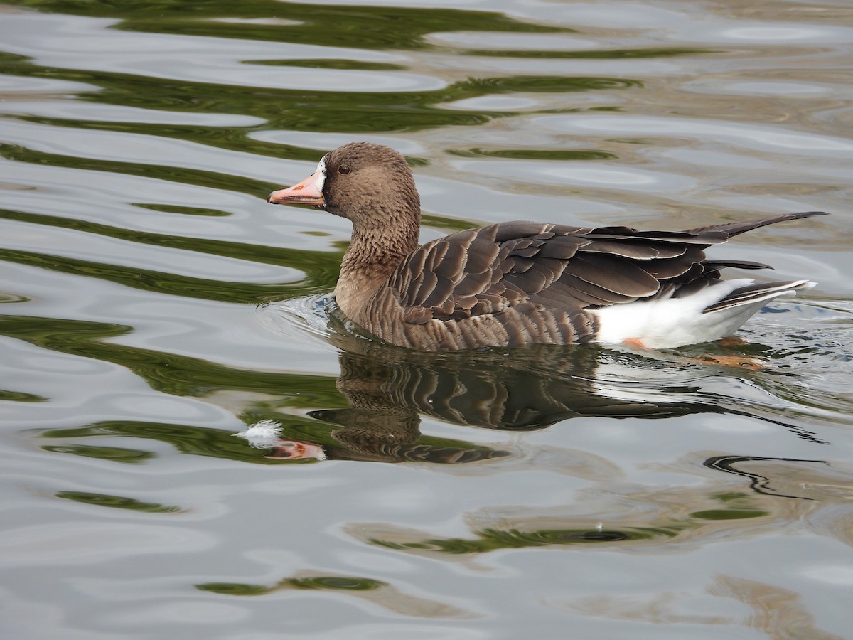 Greater White-fronted Goose - ML193890801