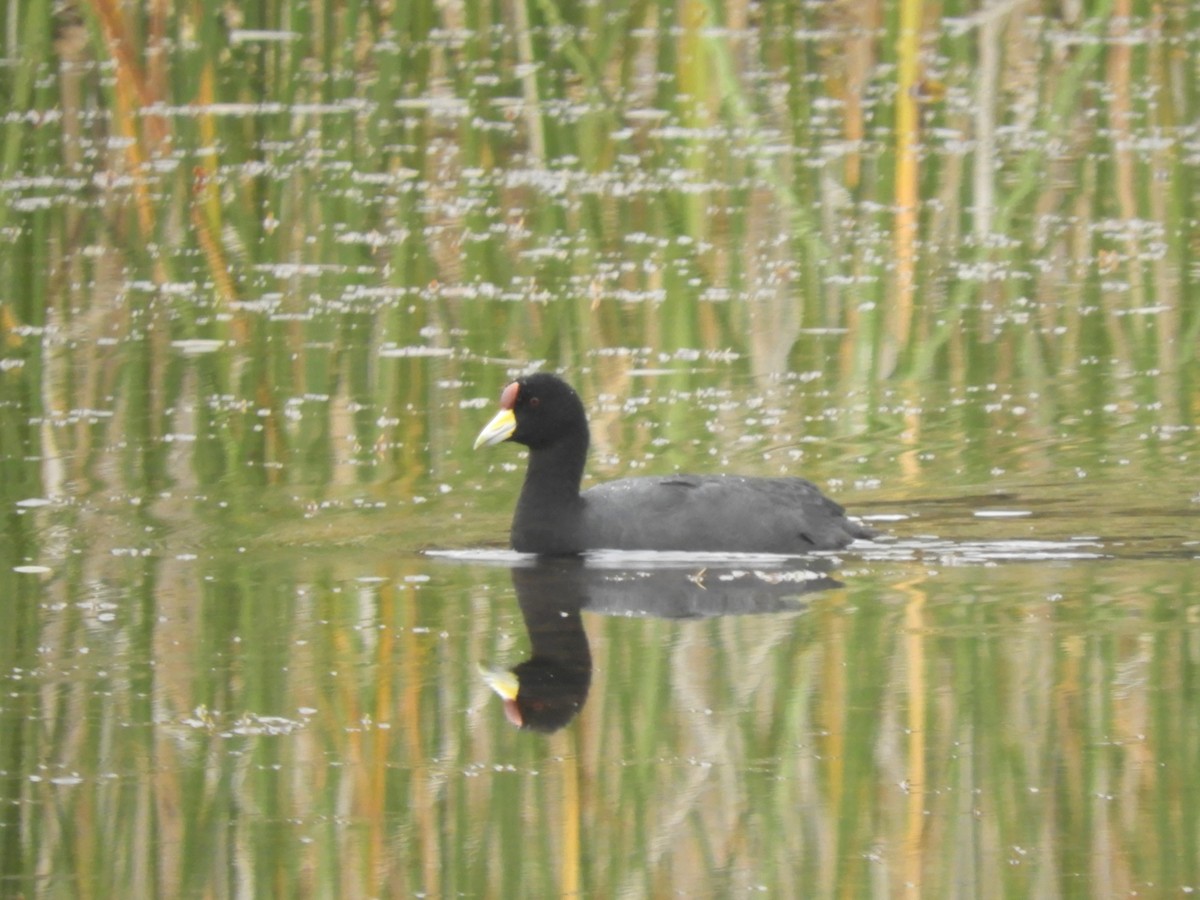 Slate-colored Coot - Cliff Cordy