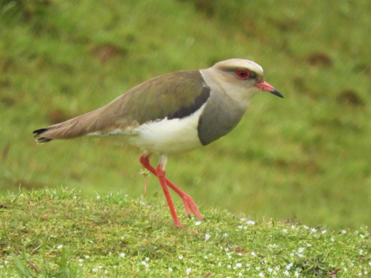 Andean Lapwing - ML193891761