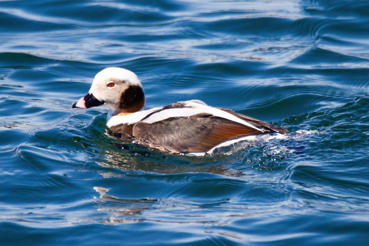 Long-tailed Duck - Mitch (Michel) Doucet
