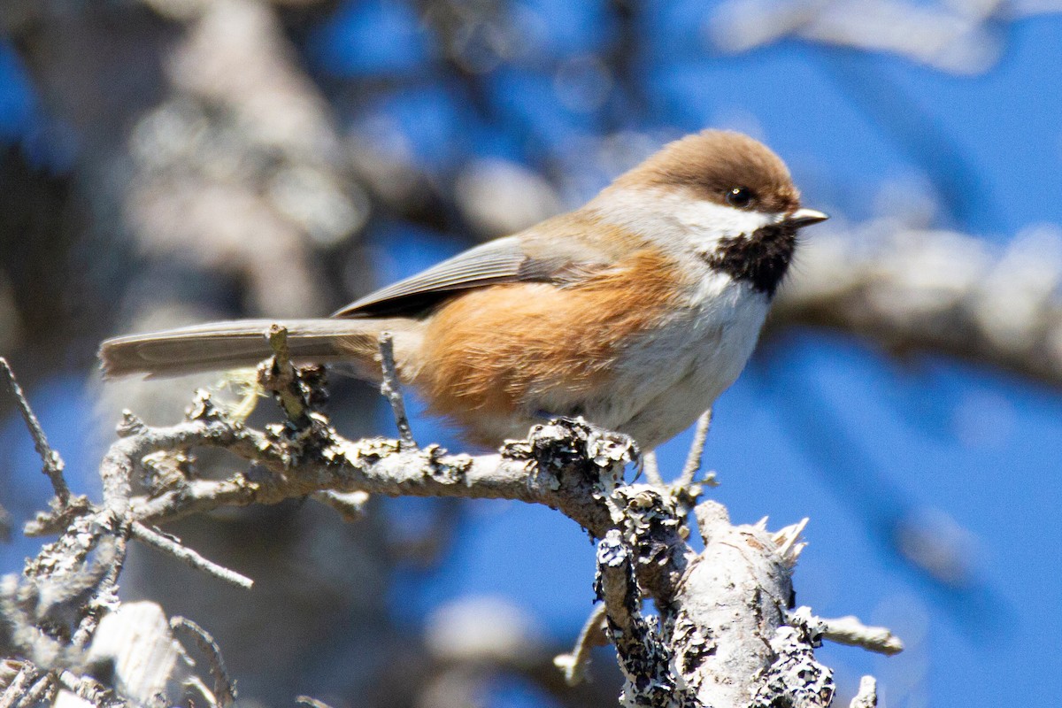 Boreal Chickadee - Mitch (Michel) Doucet