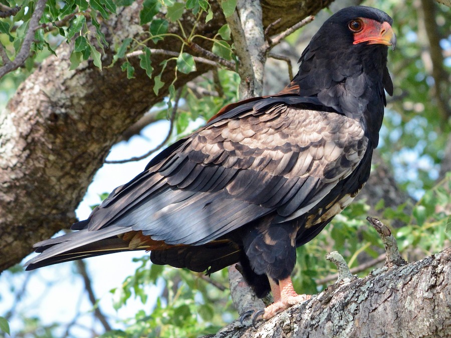 Bateleur - eBird