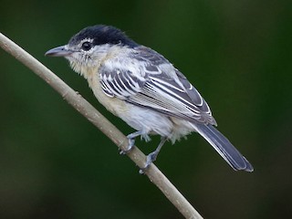 Молодая птица - Nigel Voaden - ML193902841