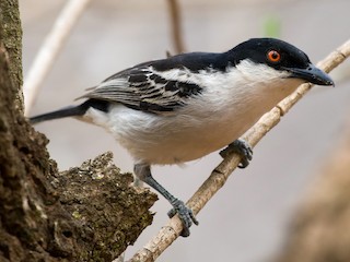  - Black-backed Puffback