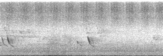 Streifenpanthervogel (substriatus) - ML193905171