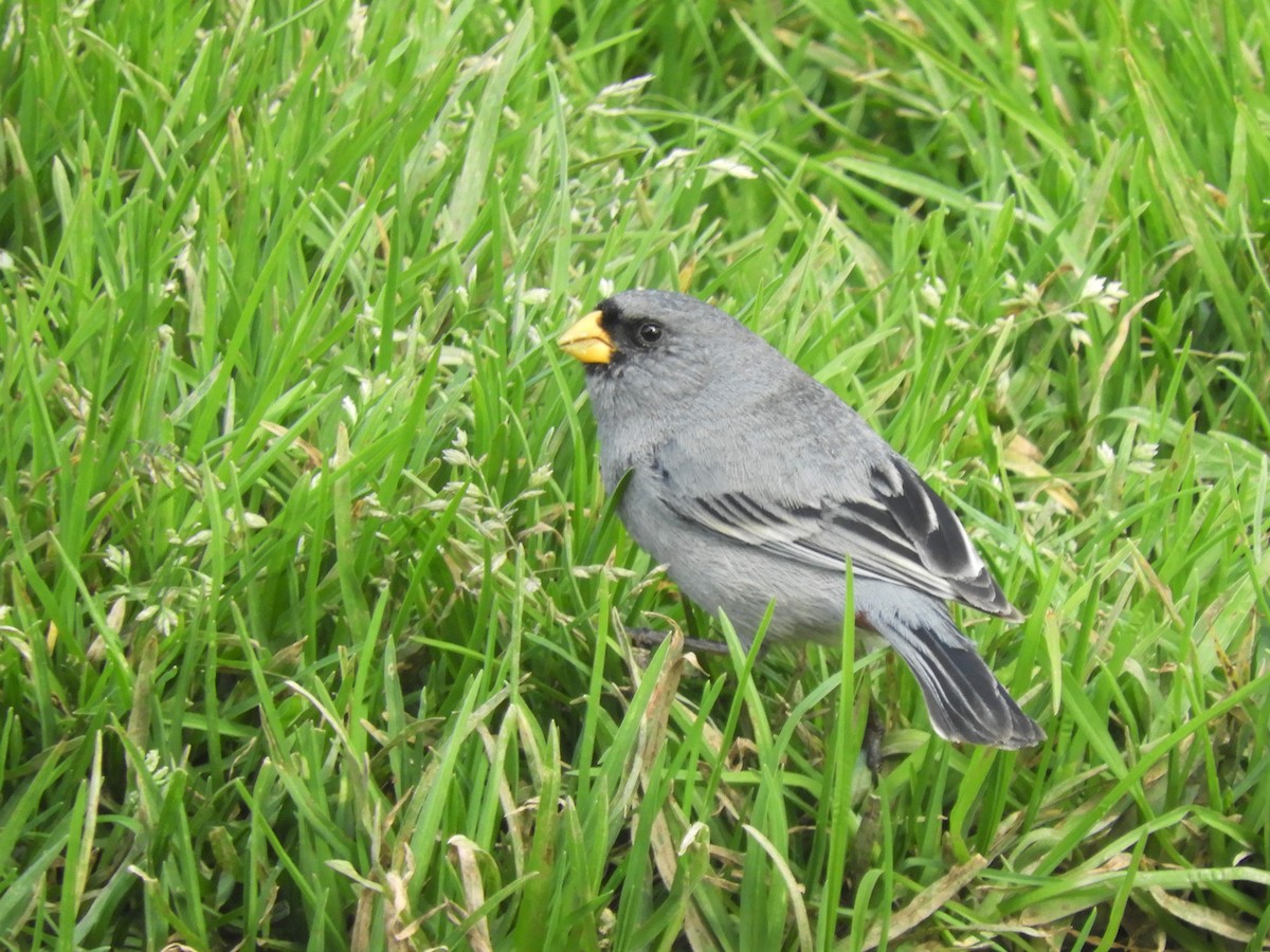 Band-tailed Seedeater - ML193907861
