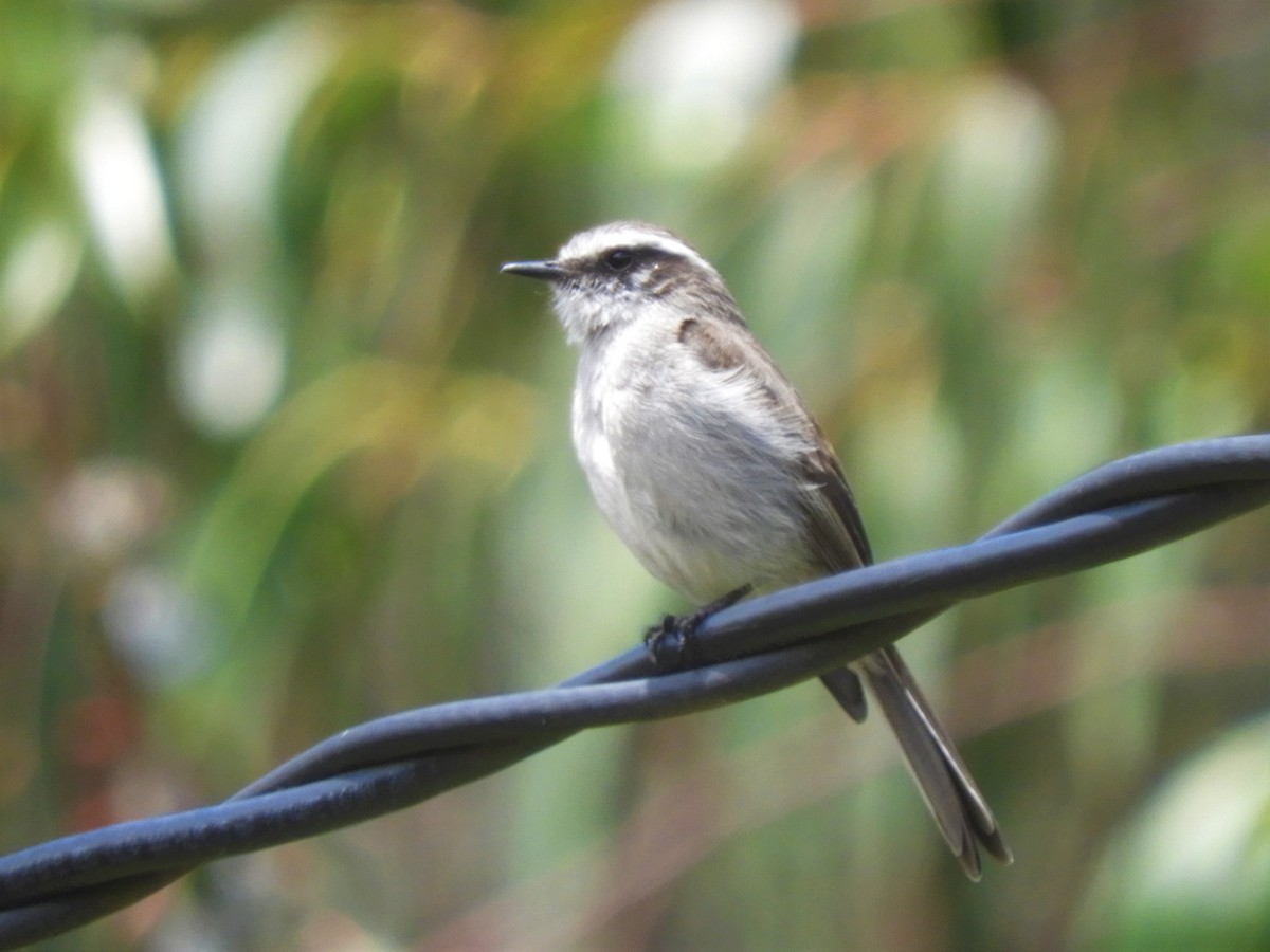 White-browed Chat-Tyrant - ML193908101