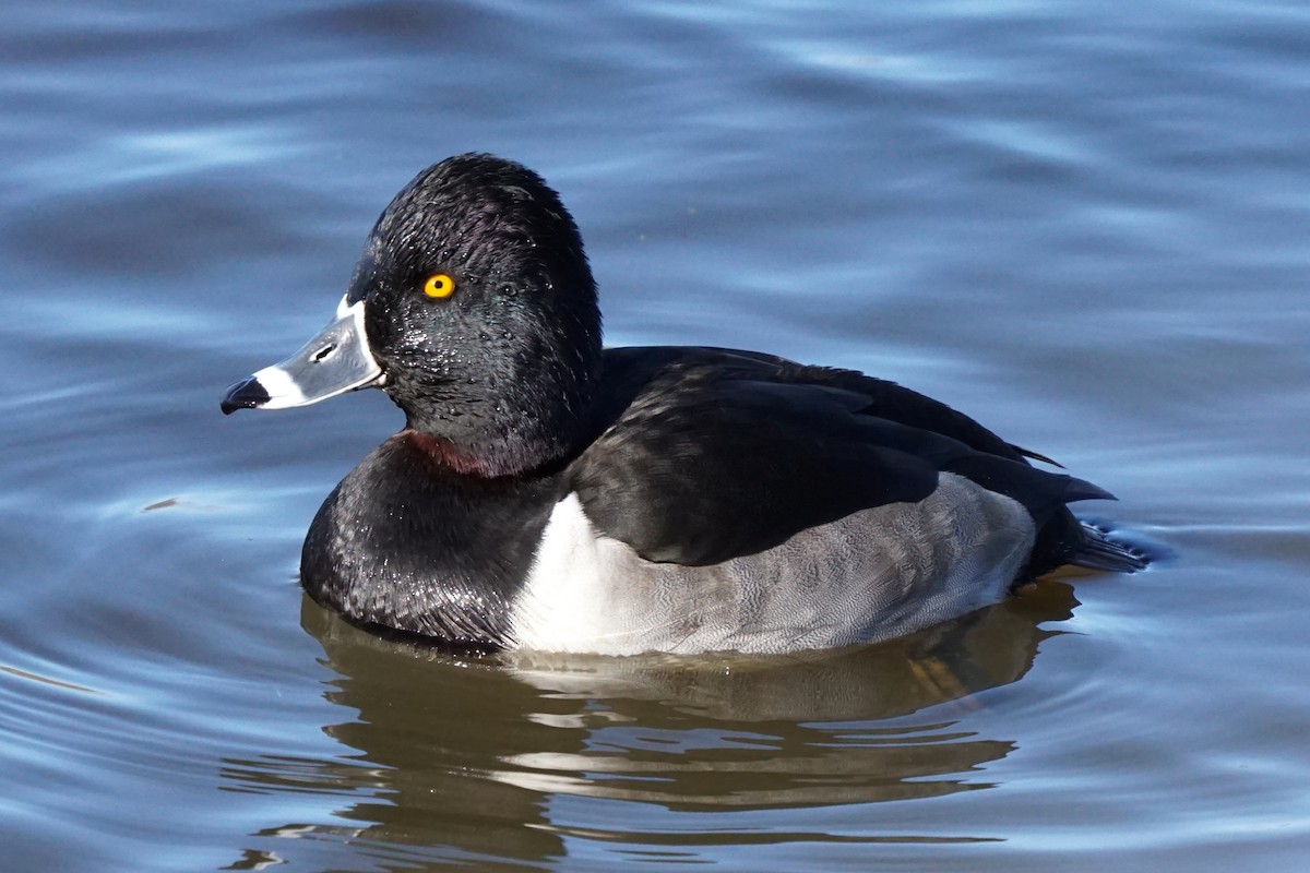 Ring-necked Duck - ML193908881