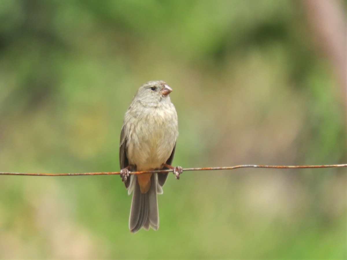 Plain-colored Seedeater - ML193912851