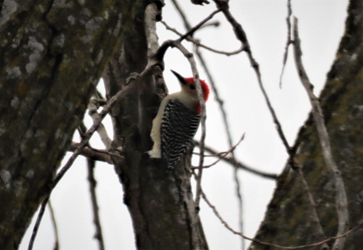 Red-bellied Woodpecker - ML193913291
