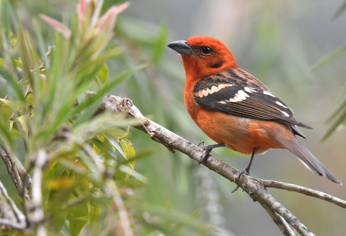 Flame-colored Tanager - ML193913761
